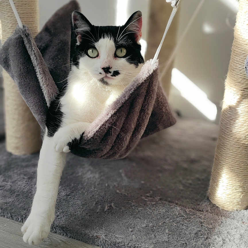Chipie a rejoint le concours — aidez-le/la à gagner de superbes lots ! animal, black_and_white, cat, cat_tree, cozy, cute, domestic_cat, feline, fur, gray, hammock, home, indoor, paw, pet, relaxed, resting, stretching, sunlight, whiskers