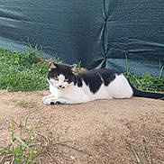 Chipie participe au concours pour gagner de l'argent avec cette photo : alert, animal, background, black_and_white, cat, daylight, dirt, feline, fur, grass, green, lying_down, nature, outdoor, pet, relaxed, resting, tail, texture, whiskers