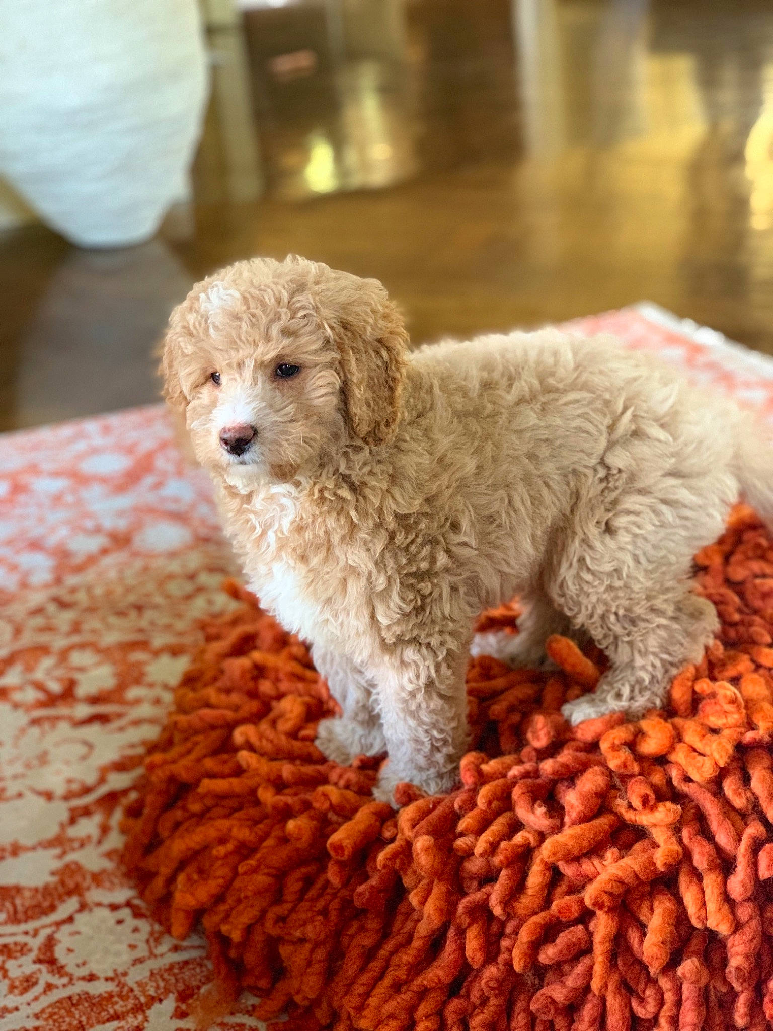 Handsome is registered to the contest to win money with this photo: barbet, canidae, carnivore, companion_dog, dog, dog_breed, goldendoodle, labradoodle, lagotto_romagnolo, maltepoo, mammal, miniature_poodle, poodle, poodle_crossbreed, puppy, rare_breed_dog, spanish_water_dog, sporting_group, toy_poodle, vertebrate