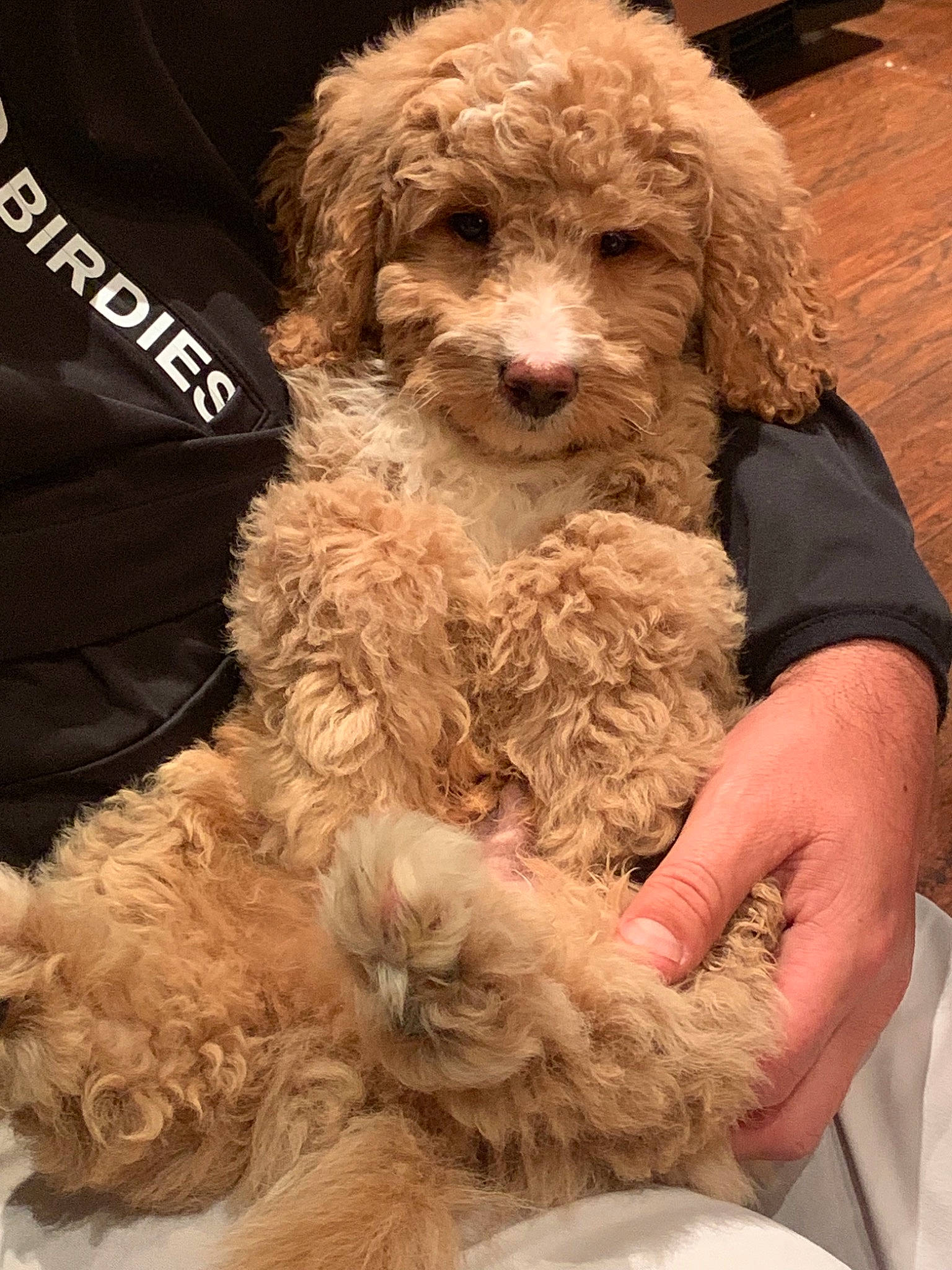 Handsome joined the competition — help win amazing prizes! canidae, carnivore, cockapoo, companion_dog, dog, dog_breed, goldendoodle, labradoodle, lagotto_romagnolo, maltepoo, mammal, miniature_poodle, poodle, poodle_crossbreed, puppy, schnoodle, spanish_water_dog, standard_poodle, toy_poodle, vertebrate