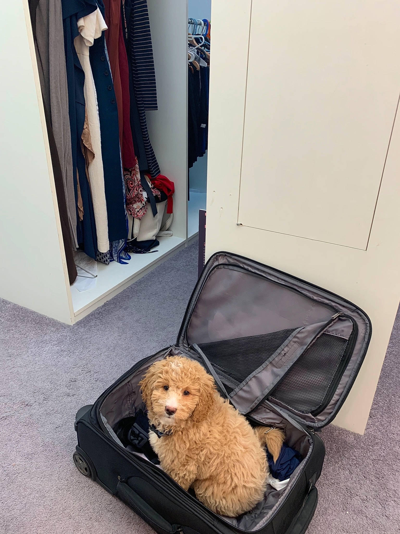 Handsome joined the competition — help win amazing prizes! american_cocker_spaniel, canidae, carnivore, cockapoo, companion_dog, dog, dog_breed, fur, furniture, golden_retriever, goldendoodle, home, labradoodle, puppy, room, sporting_group