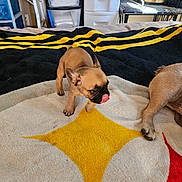 Jack Daniel Two is registered to the contest to win money with this photo: puppy, dog, blanket, indoor, floor, playful, pet, fur, animal, paw, yellow, black, brown, cute, young, companion, cozy, home, tongue, resting
