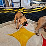 puppy, dog, blanket, indoor, floor, playful, pet, fur, animal, paw, yellow, black, brown, cute, young, companion, cozy, home, tongue, resting