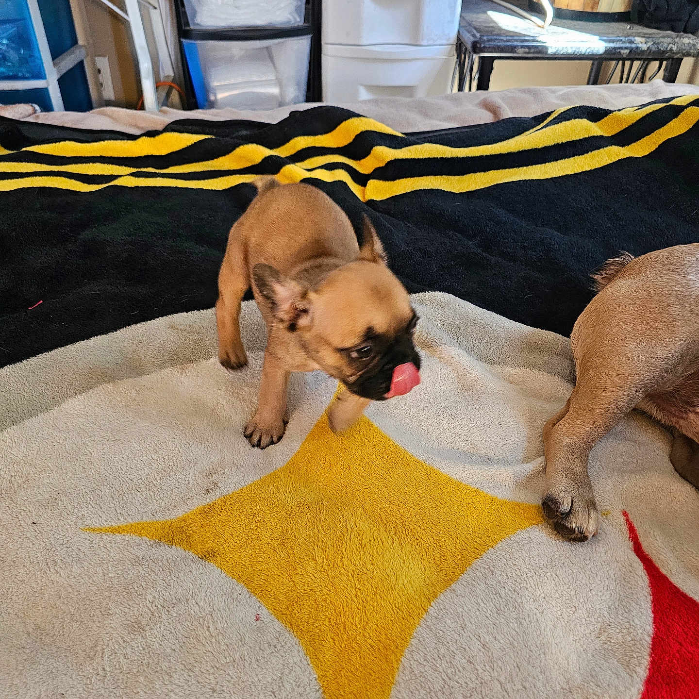 Jack Daniel Two is registered to the contest to win money with this photo: animal, black, blanket, brown, companion, cozy, cute, dog, floor, fur, home, indoor, paw, pet, playful, puppy, resting, tongue, yellow, young