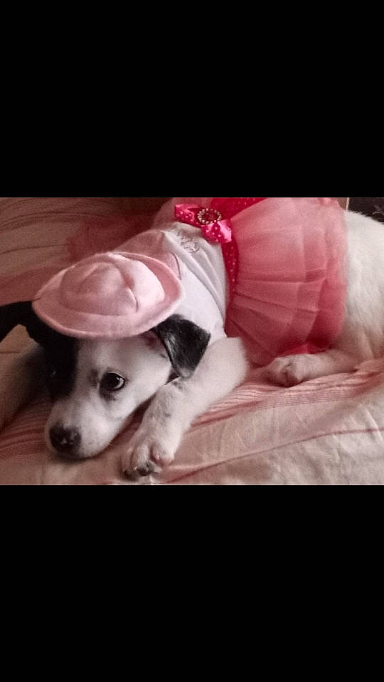 Loki joined the competition — help win amazing prizes! canidae, carnivore, comfort, companion_dog, dog, dog_breed, ear, eye, fawn, flash_photography, font, fur, happy, head, paw, selfie, snout, sporting_group, whiskers, working_animal