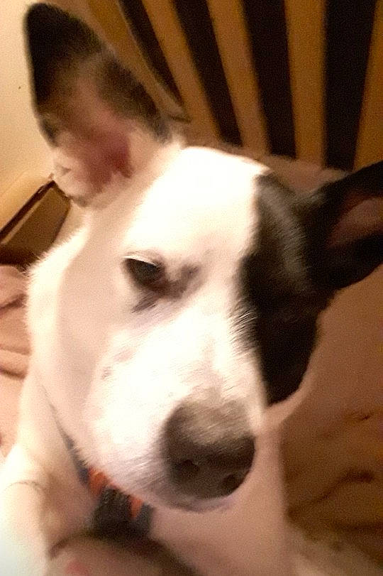 Loki is registered to the contest to win money with this photo: bored, canidae, carnivore, companion_dog, dog, dog_breed, ear, fur, jaw, non_sporting_group, snout, sporting_group, terrestrial_animal, whiskers, wood, working_animal