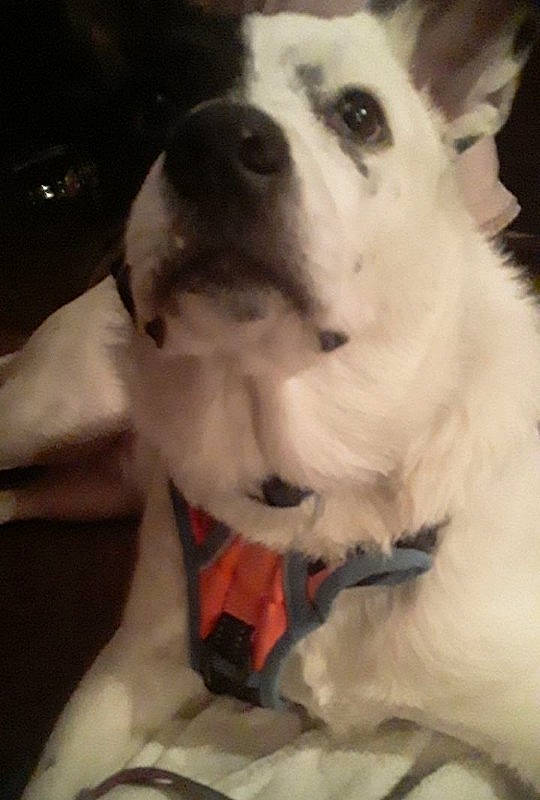 Loki joined the competition — help win amazing prizes! canidae, carnivore, collar, companion_dog, dog, dog_breed, dog_collar, ear, fawn, fur, jaw, paw, pet_supply, sled_dog, snout, sporting_group, tail, whiskers, white, working_animal