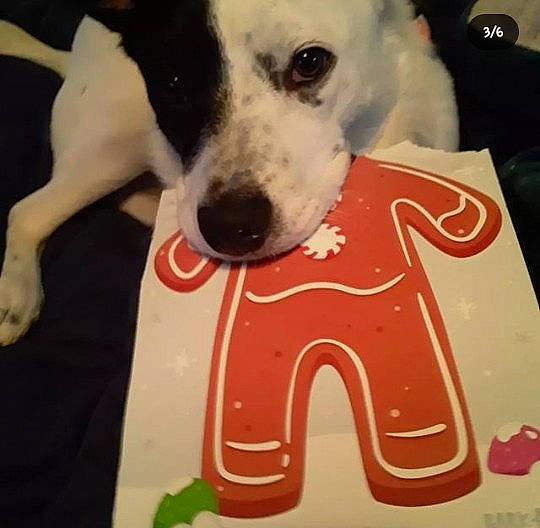 Loki is registered to the contest to win money with this photo: canidae, carmine, carnivore, collar, companion_dog, dog, dog_breed, dog_collar, dog_supply, fawn, fur, mammal, paw, pet_supply, snout, sporting_group, vertebrate, whiskers, white, working_animal