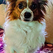 Simba joined the competition — help win amazing prizes! dog, fluffy, ears, pet, animal, indoor, blanket, brown, white, curious, portrait, cute, furry, sitting, closeup, companion, domestic, friendly, canine, face