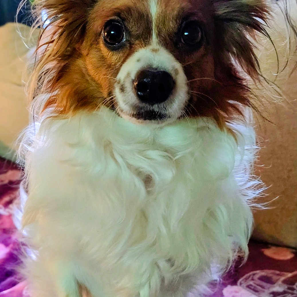 Simba joined the competition — help win amazing prizes! animal, blanket, brown, canine, closeup, companion, curious, cute, dog, domestic, ears, face, fluffy, friendly, furry, indoor, pet, portrait, sitting, white