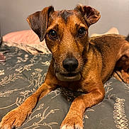 Eddie is registered to the contest to win money with this photo: dog, pet, animal, bed, indoor, brown, ears, paws, closeup, canine, expression, lying_down, fur, domestic_animal, looking, portrait, resting, snout, whiskers, cute
