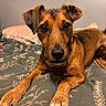 dog, pet, animal, bed, indoor, brown, ears, paws, closeup, canine, expression, lying_down, fur, domestic_animal, looking, portrait, resting, snout, whiskers, cute