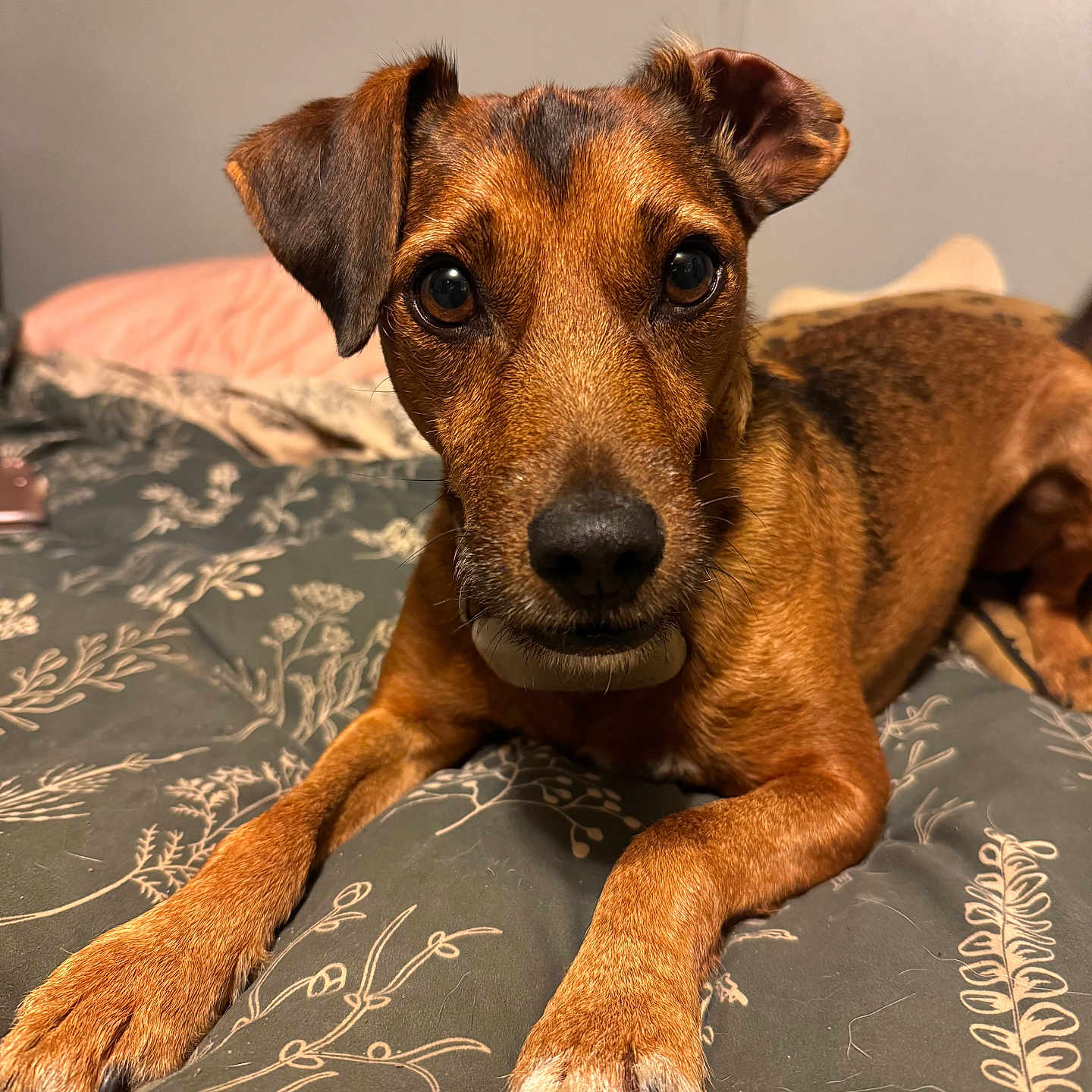 Eddie is registered to the contest to win money with this photo: dog, pet, animal, bed, indoor, brown, ears, paws, closeup, canine, expression, lying_down, fur, domestic_animal, looking, portrait, resting, snout, whiskers, cute
