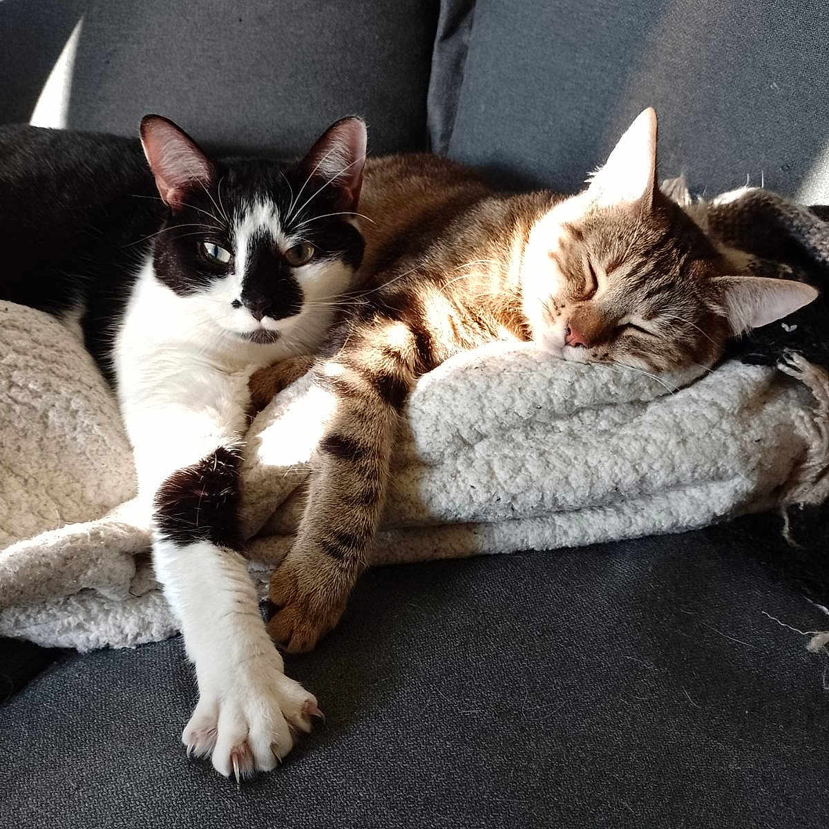 Tigrou participe au concours pour gagner de l'argent avec cette photo : animal, architecture, building, cat, chair, couch, cushion, face, furniture, head, homedecor, indoors, kitten, livingroom, manx, person, pet, photography, portrait, sleeping