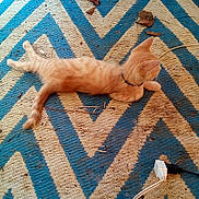 Chester.aka.cheeto joined the competition — help win amazing prizes! animal, beige, blue, cat, collar, cord, curious, feline, floor, ginger_cat, indoor, kitten, leaves, lying_down, pet, power_cord, relaxed, rug, striped, zigzag_pattern