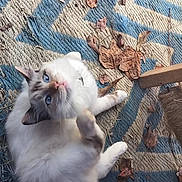 Fluffy joined the competition — help win amazing prizes! autumn, blue_eyes, cat, cute, dry_leaves, feline, fur, home, indoor, looking_up, patterned_rug, paws, pet, pink_nose, playful, rug, scratching, texture, whiskers, white_fur