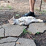 Gracie is registered to the contest to win money with this photo: animal, cat, cigarette_butt, dirt, fur, grass, ground, leaf, nature, outdoor, paw, person_leg, pet, pinecones, relaxing, resting, sandals, sleeping, socks, stone_slab