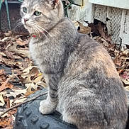 Gracie is registered to the contest to win money with this photo: alert, animal, autumn_leaves, background, cat, closeup, collar, daylight, fall, fur, gray_tabby, green_eyes, mammal, nature, outdoor, pet, side_view, sitting, tire, whiskers