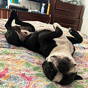 Porky joined the competition — help win amazing prizes! animal, bed, bedroom, bulldog, canine, clothing, computerhardware, dog, electronics, furniture, glove, hardware, indoors, interiordesign, monitor, person, pet, room, screen, tv
