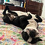 animal, bed, bedroom, bulldog, canine, clothing, computerhardware, dog, electronics, furniture, glove, hardware, indoors, interiordesign, monitor, person, pet, room, screen, tv