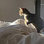 cat, tabby_cat, bed, blanket, sunlight, indoor, furniture, door, shelf, wall_art, curiosity, pet, animal, cozy, morning_light, shadow, domestic, whiskers, fur, relaxation