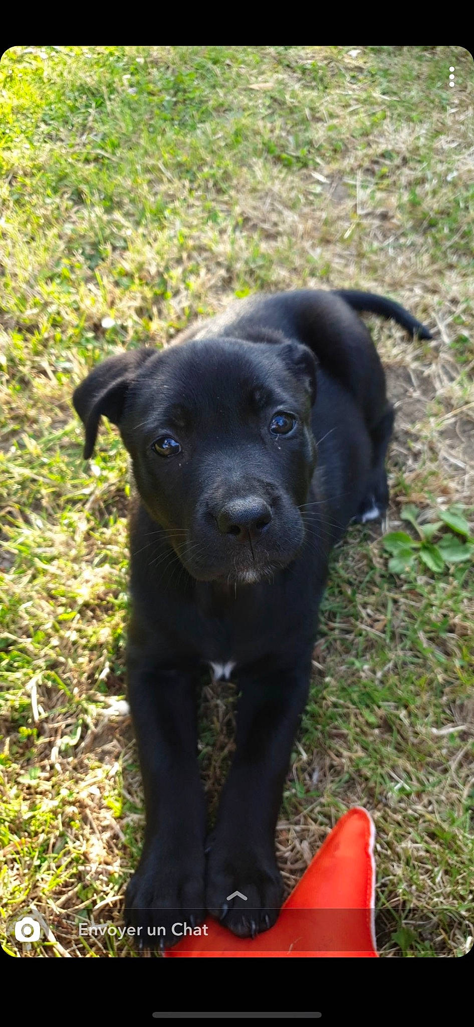 Nala participe au concours pour gagner de l'argent avec cette photo : beagador, borador, canidae, canis_panther, carnivore, dog, dog_breed, hunting_dog, labrador_retriever, mammal, patterdale_terrier, pointing_breed, puppy, rare_breed_dog, retriever, snout, sporting_group, vertebrate