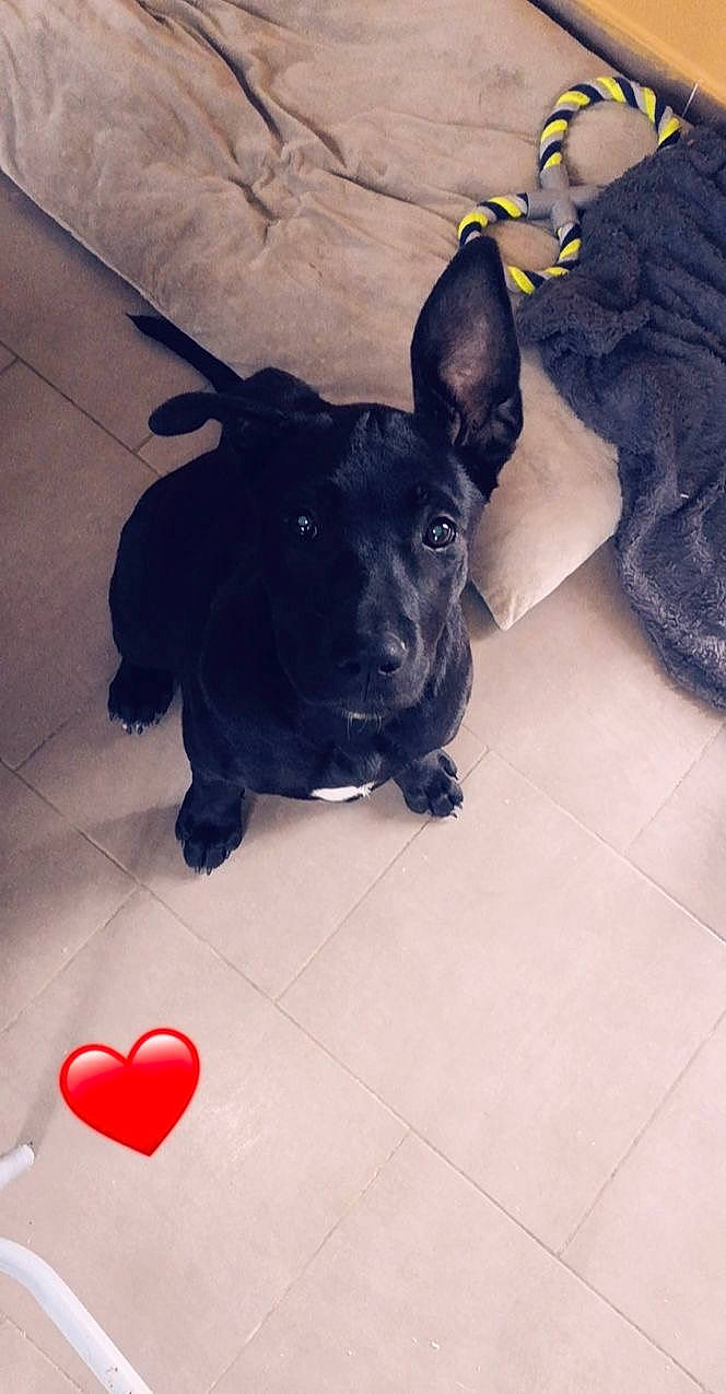 Nala a rejoint le concours — aidez-le/la à gagner de superbes lots ! canidae, carnivore, companion_dog, dog, dog_breed, fawn, mammal, non_sporting_group, patterdale_terrier, puppy, rare_breed_dog, scottish_terrier, snout, sporting_group, terrier