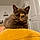 Cherie