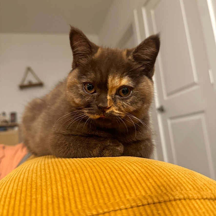 Cherie
