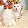 animal, blue_eye, cat, ceramic_flowers, closeup, decor, flower_arrangement, fur, green_eye, heterochromia, indoor, marble_table, ornate, pet, portrait, sitting, still_life, table, vase, white_cat