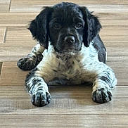 Pepita participe au concours pour gagner de l'argent avec cette photo : black_and_white, calm, close_up, cute, dog, ears, flooring, front_paws, fur, homedog, indoor, lying_down, nose, paw, pet, portrait, puppy, tile, whiskers, wooden_floor