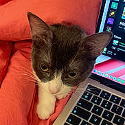 Nalla a rejoint le concours — aidez-le/la à gagner de superbes lots ! animal, bed, blanket, cat, closeup, comfort, computer, curious, cute, ears, indoor, keyboard, laptop, paw, pet, pink, resting, technology, tuxedo_cat, whiskers
