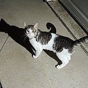 Osama Bin Kitten joined the competition — help win amazing prizes! abyssinian, accessories, animal, cat, city, clothing, door, egyptiancat, footwear, kitten, leash, manx, path, pet, road, sidewalk, slate, strap, street, urban