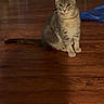 Pete is registered to the contest to win money with this photo: cat, gray_tabby, indoor, wooden_floor, pet, animal, curious, sitting, furniture, fabric, blue_tarp, home, floor, whiskers, ears, tail, domestic_cat, cute, alert, household