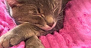 Pete is registered to the contest to win money with this photo: cat, sleeping, gray_cat, pet, feline, cozy, blanket, pink_blanket, soft_texture, paw, whiskers, close_up, resting, indoor, cute, animal, fur, relaxation, peaceful, comfort