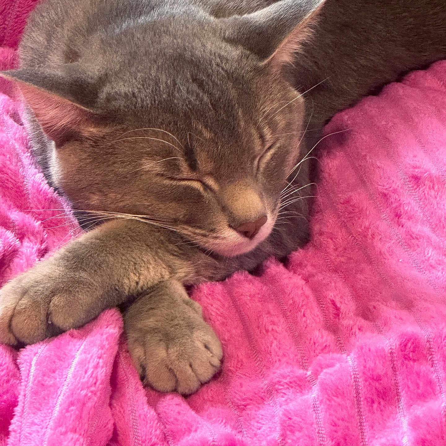 Pete