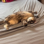 Pete is registered to the contest to win money with this photo: cat, tabby, pet, bed, sheet, fur, whiskers, paws, relaxed, indoor, animal, cute, sleepy, feline, resting, cozy, striped, domestic, lying_down, playful