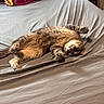 animal, bed, cat, cozy, cute, domestic, feline, fur, indoor, lying_down, paws, pet, playful, relaxed, resting, sheet, sleepy, striped, tabby, whiskers