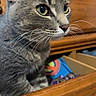 Pete joined the competition — help win amazing prizes! cat, gray_cat, tabby, whiskers, drawer, wooden_furniture, green_eyes, indoor, curious, pet, animal, closeup, face, ears, feline, fur, domestic_cat, household, looking, sitting
