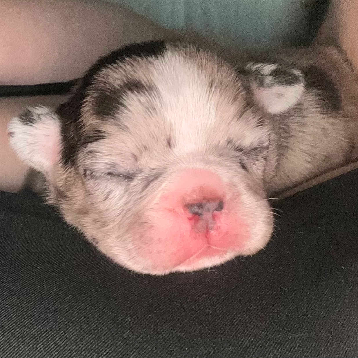 Millie Rose joined the competition — help win amazing prizes! animal, canine, dog, person, pet, pig, puppy, sleeping, snout