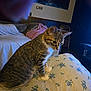 cat, tabby, white_paws, cushion, floral_pattern, indoor, bed, blanket, painting, wall_art, chair, wood_paneling, curious, pet, feline, domestic_animal, living_room, soft_light, cozy, household