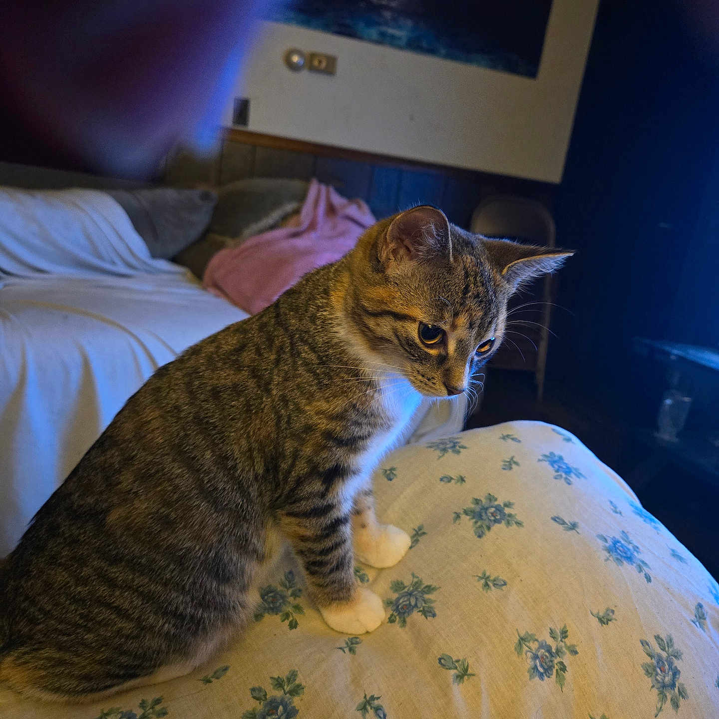 Colby joined the competition — help win amazing prizes! bed, blanket, cat, chair, cozy, curious, cushion, domestic_animal, feline, floral_pattern, household, indoor, living_room, painting, pet, soft_light, tabby, wall_art, white_paws, wood_paneling