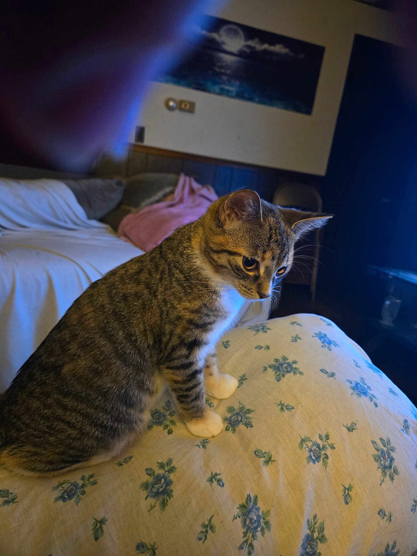 Colby joined the competition — help win amazing prizes! cat, tabby, white_paws, cushion, floral_pattern, indoor, bed, blanket, painting, wall_art, chair, wood_paneling, curious, pet, feline, domestic_animal, living_room, soft_light, cozy, household
