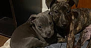 Draco is registered to the contest to win money with this photo: animal, blanket, brown_dog, closeup, companion, cozy, cute, dogs, domestic, fabric, floor, fur, gray_dog, indoor, pets, puppies, resting, snuggling, wooden_door, young