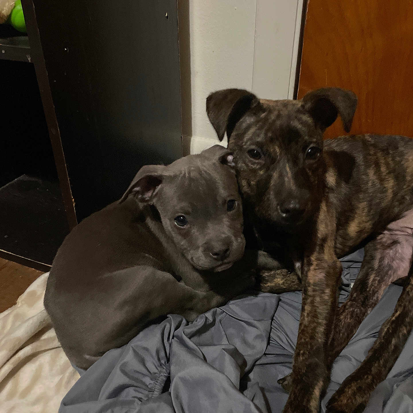 Draco is registered to the contest to win money with this photo: animal, blanket, brown_dog, closeup, companion, cozy, cute, dogs, domestic, fabric, floor, fur, gray_dog, indoor, pets, puppies, resting, snuggling, wooden_door, young