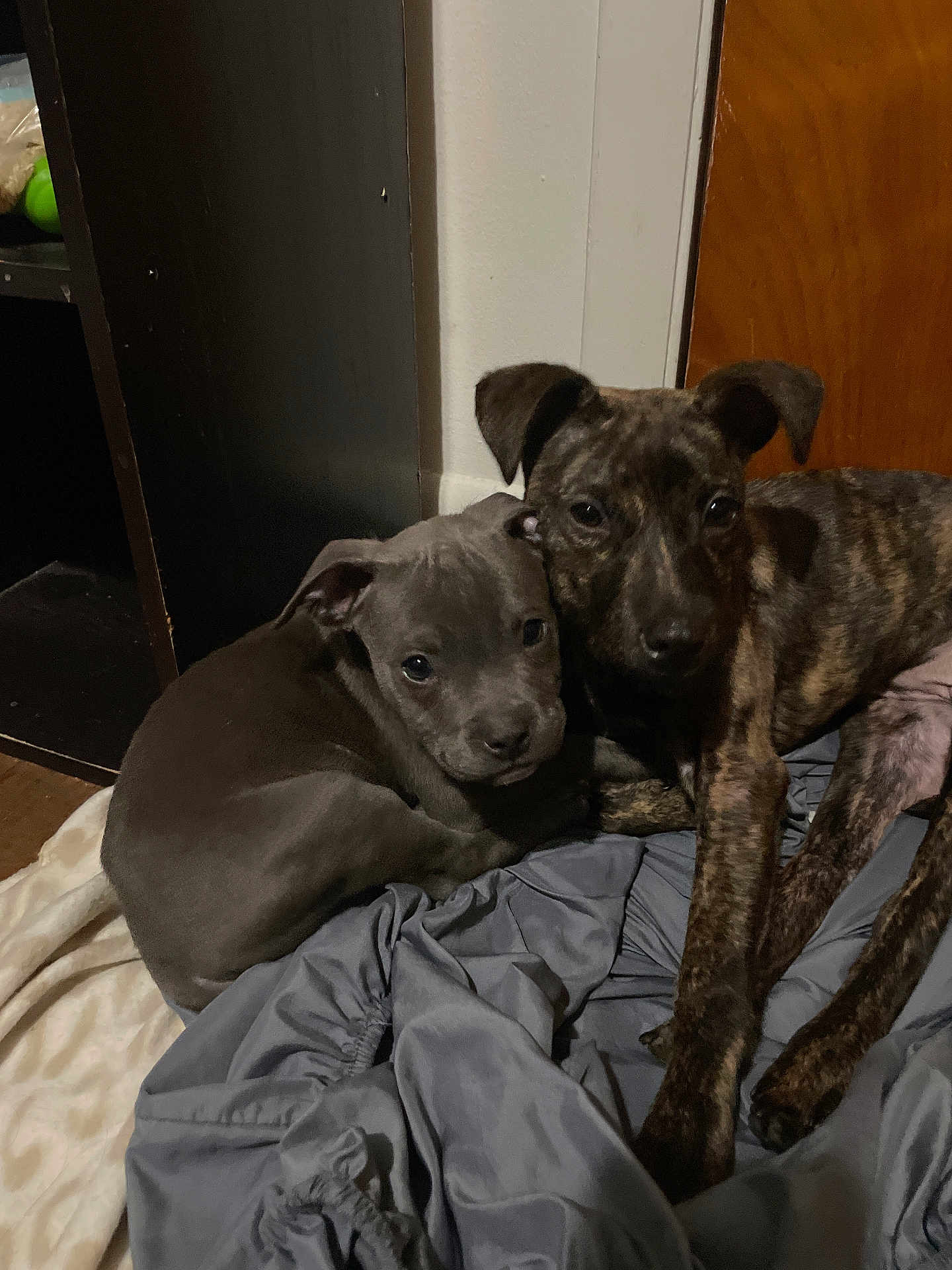 Draco is registered to the contest to win money with this photo: puppies, dogs, indoor, blanket, cozy, snuggling, brown_dog, gray_dog, fur, pets, animal, cute, young, floor, wooden_door, fabric, resting, companion, closeup, domestic