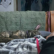 Draco is registered to the contest to win money with this photo: cat, cats, brindle_cat, sleeping, lying_down, fuzzy_blanket, couch, cushion, indoors, cozy, pet, animal, relaxed, striped_fur, pink_ear, small_animal, home, living_room, human_leg, textile
