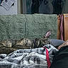 cat, cats, brindle_cat, sleeping, lying_down, fuzzy_blanket, couch, cushion, indoors, cozy, pet, animal, relaxed, striped_fur, pink_ear, small_animal, home, living_room, human_leg, textile