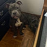 Draco joined the competition — help win amazing prizes! dog, brindle, pit_bull_type, sitting, tongue, collar, indoor, hallway, wooden_floor, dresser, chair, home, pet, portrait, looking_at_camera, short_hair, white_chest, paws, brown, black