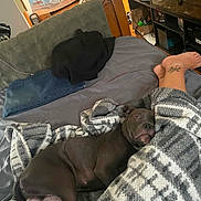 Draco joined the competition — help win amazing prizes! ankle, bed, black_jacket, blanket, clothing, cozy, decor, dog, foot, indoor, jeans, paper_bag, relaxation, room, shelf, sleeping, suitcase, tattoo, wall_hanging, wood_floor